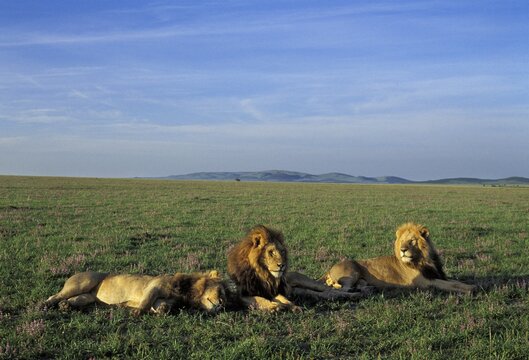 Three Lions in the morning light ( Panthera leo ) - Masai Mara - Kenya