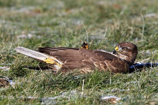 Wounded Buzzard (Buteo buteo), in a defensive posture, Allgaeu, Bavaria, Germany, Europe