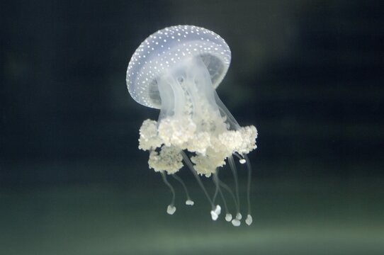 Jellyfish Spotted Jellyfish Mastigias papua aquarium Berlin Germany