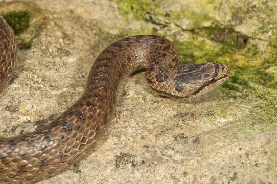 Smooth snake (Coronella austriaca), Baden-W&uuml;rttemberg, Germany