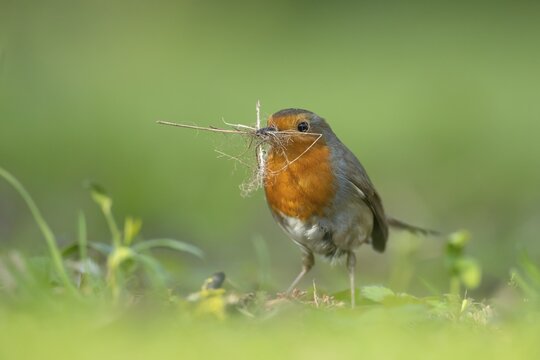 European robin (Erithacus rubecula) adult bird collecting nesting material in a garden, Suffolk, England, United Kingdom