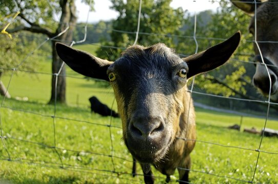 Goat looking pryingly through the fence