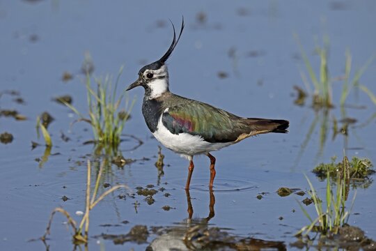 Northern lapwing (Vanellus vanellus) in a waterhole, wildlife, Burgenland, Austria