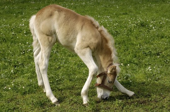 11 days old Haflinger foal at grazing