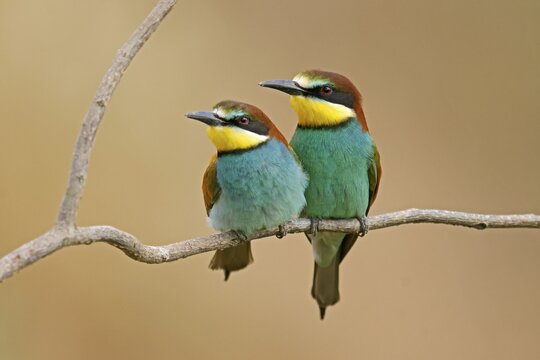 Bee-eater (Merops apiaster) sitting on a branch, wildlife, Rhineland-Palatinate, Germany