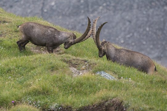 Fighting alpine ibex (Capra ibex), ibex, mountain, Alps, Hohe Tauern National Park, Austria