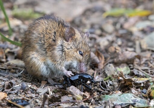 Striped field mouse (Apodemus agrarius), eats a beetle, Neudau, Burgenland, Austria