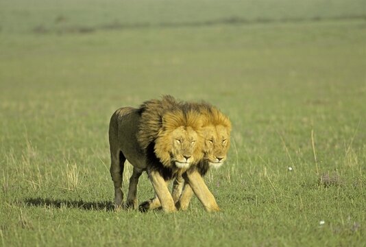Two walking male lions in the morning light marching lock-step - Masai Mara Natinal Reserve, Kenya