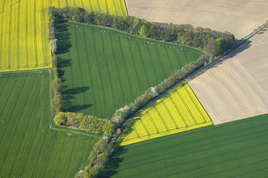 Aerial view of agricultural landscape in spring, hedge, field, rape, D&uuml;mmerniederung, aerial view, Damme, Lower Saxony, Germany