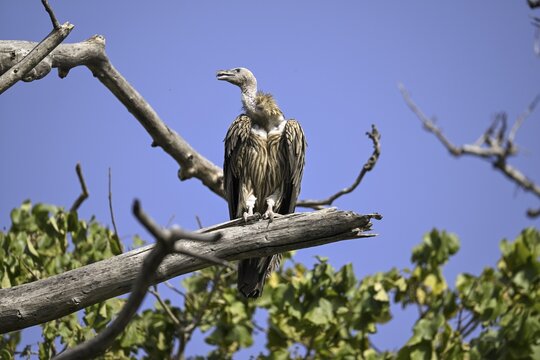 Snow Vulture or Himalayan Vulture (Gyps himalayensis), Corbett National Park, near Ramnagar, Uttarakhand State, India
