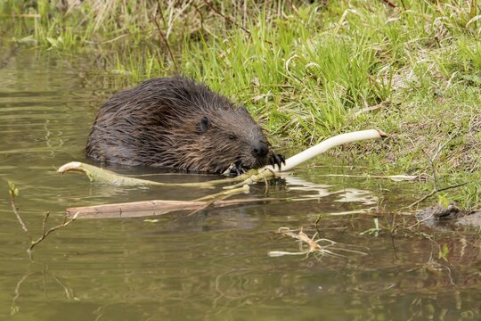 North American beaver (Castor canadensis) gnawing bark of a cut branch on a lakeshore. .
