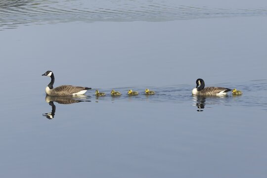 Canada goose (Branta canadensis) family of two adult birds and five juvenile goslings on a lake, England, United Kingdom