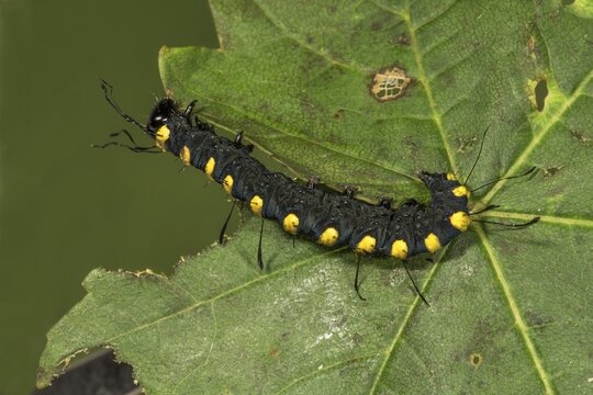 Alder moth (Acronicta alni) adult caterpillar feeding on a maple leaf, Baden-W&uuml;rttemberg, Germany