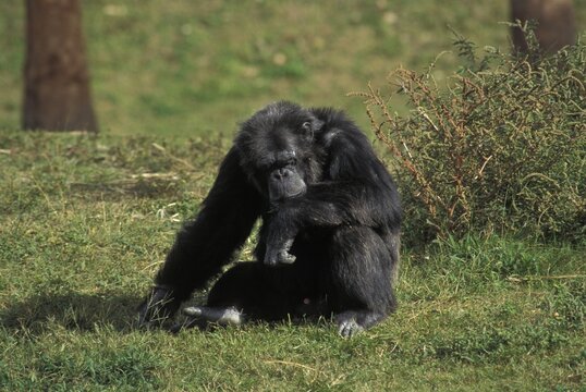 Chimp chimpanzee Pan troglodytes