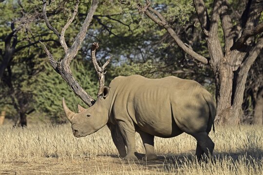 A white rhinoceros (Ceratotherium simum) in the early morning, Okapuka Ranch, Namibia