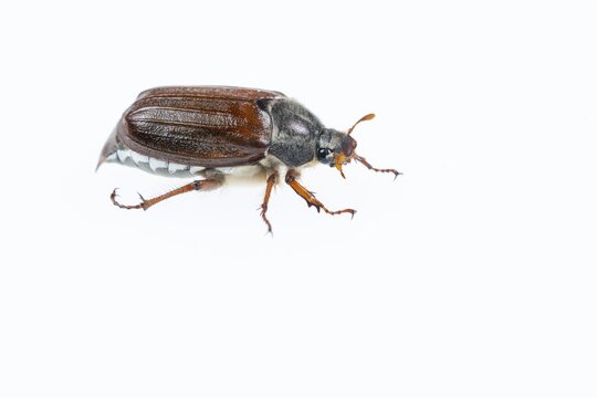 Cockchafer (Melolontha), exempted, Oldenburger M&uuml;nsterland, Germany