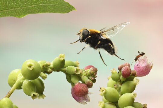 Bumblebee Hoverfly (Volucella bombylans) in flight on inflorescence of common Snowberry (Symphoricarpos), Germany