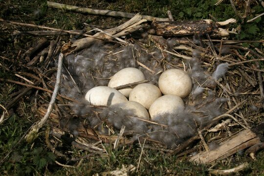 Greylag Goose (Anser anser) nest