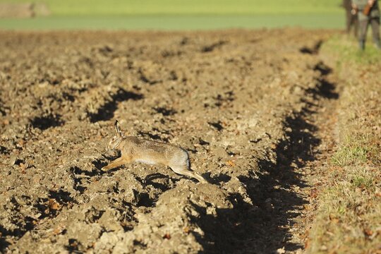 European hare (Lepus europaeus) running across a field, on the occasion of a hare hunt, Lower Austria, Austria