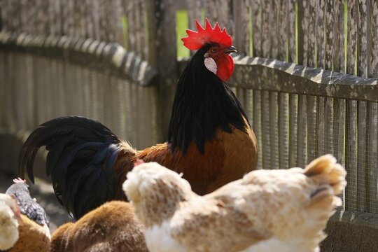 Vorwerk chicken, cock with hens, Germany
