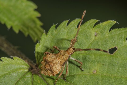 A leather bug (Coreus marginatus) in the last larval stage on a stinging nettle leaf, Baden-W&uuml;rttemberg, Germany