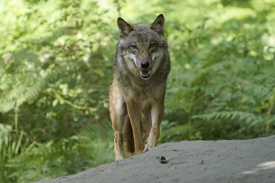 European gray wolf (Canis lupus), standing, captive