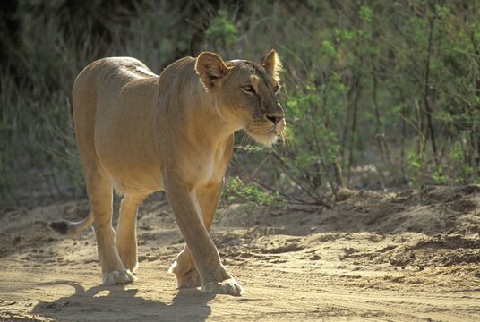Walking lioness Panthera leo Samburu National Reserve Kenya