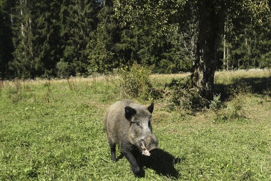 Wild boar ( Sus scrofa) Boar in a meadow orchard attacks photographer, Allg&auml;u, Bavaria, Germany