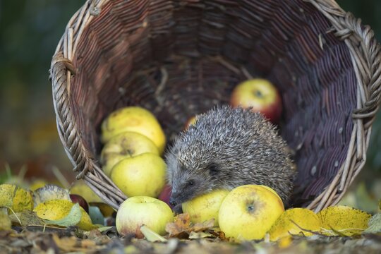 European hedgehog (Erinaceus europaeus) adult animal walking over apples in a basket in the autumn, Suffolk, England, United Kingdom