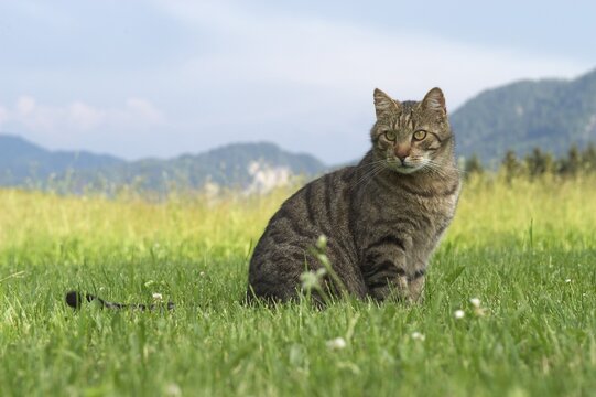 Cat in the gras