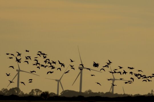 Barnacle goose (Branta leucopsis) silhouette of birds flying at sunset with wind turbines of a windfarm in the background, Norfolk, England, United Kingdom