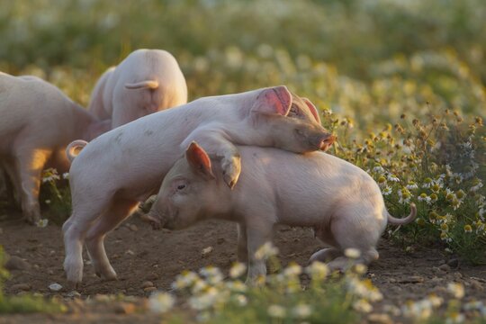 Pig (Sus domesticus) juvenile piglets playing amongst flowering Mayweed plants in a farm field, Suffolk, England, United Kingdom