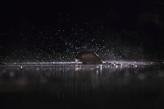 European otter (Lutra lutra) emerges with many splashes of water, Blue Hour, Kiskunsag National Park, Hungary