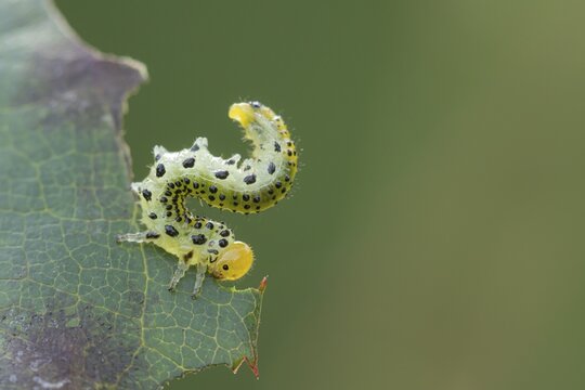 Large rose sawfly (Arge ochropus) caterpillar feeding on a rose plant leaf, Suffolk, England, United Kingdom