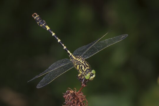 Onychogomphus forcipatus) Male sitting on a brown plant part, surrounded by a blurred green background, Baden-W&uuml;rttemberg, Germany