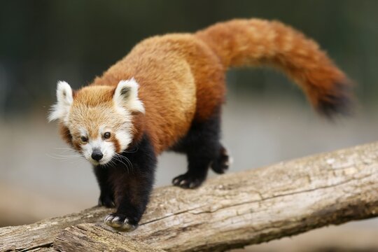 Red panda (Ailurus fulgens fulgens) on a tree trunk