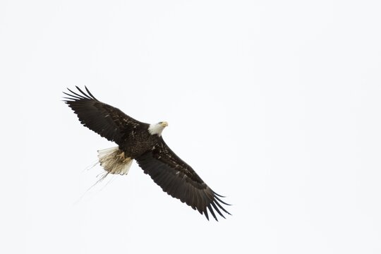 Bald eagle (Haliaeetus leucocephalus) in flight. Eagle carrying nesting material.