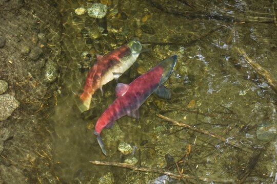 Sockeye Salmons (Oncorhynchus nerka) spawning, Alaska, USA