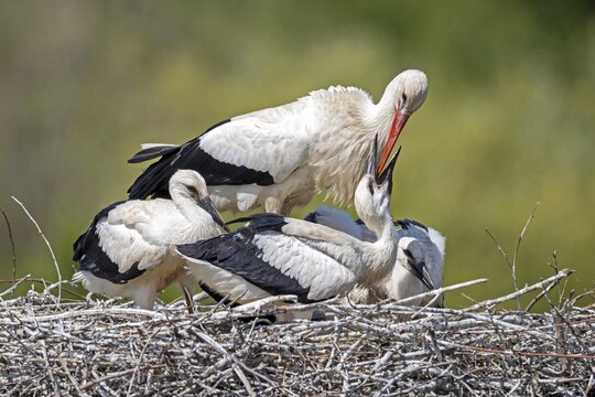 White stork (Ciconia ciconia), feeding young birds, Germany
