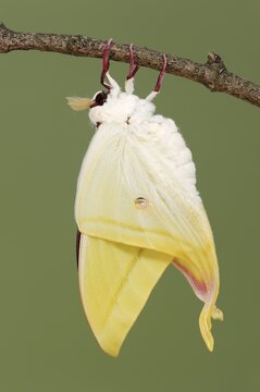 Indian luna moth (Actias selene), freshly hatched male, captive, occurrence in Asia