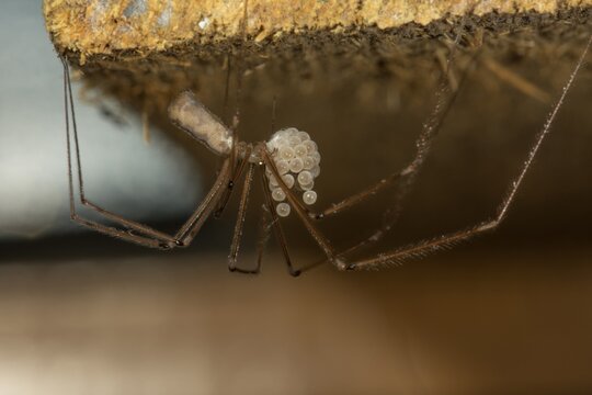 Small trembling spider (Pholcus opilionoides) hanging with egg package on the roof of a tool shed, Baden-W&uuml;rttemberg, Germany