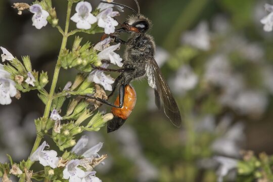 Grasshopper sand wasp (Sphex funerarius) with orange body on stonecrop (Calamintha nepeta), Baden-W&uuml;rttemberg, Germany