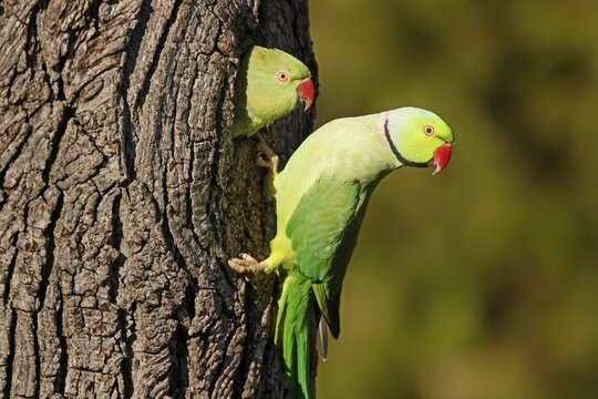Two collared parakeets (Psittacula krameri) hanging from a tree at the breeding burrow, wildlife, Germany
