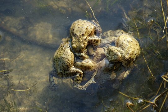 Several common European toads ( Bufo bufo ) pairing in water