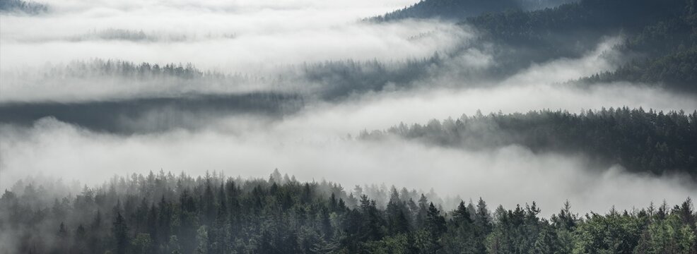 Panorama, view of misty forest, trees rising out of the mist, National Park Saxon Switzerland, Elbe Sandstone Mountains, Saxony, Germany