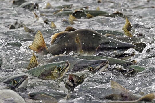 Pink salmons (Oncorhynchus gorbuscha) swim densely packed upstream on their way to spawning grounds, Prince William Sound, Alaska, USA