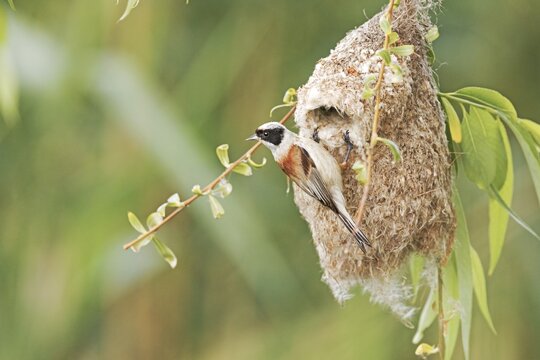 Eurasian Penduline Tit (Remiz pendulinus) at nest building, Dessau, Saxony-Anhalt, Germany