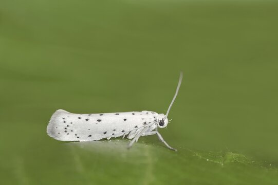 Orchard ermine (Yponomeuta padella), North Rhine-Westphalia, Germany