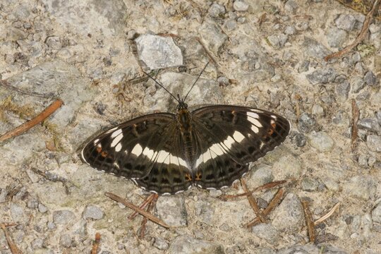 White admiral (Limenitis camilla) sunbathing on gravelled ground on a forest path, Baden-W&uuml;rttemberg, Germany