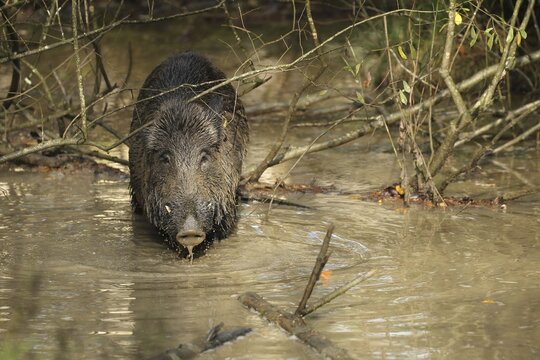 Wild boar (Sus scrofa) Boar in wallow, Allg&auml;u, Bavaria, Germany